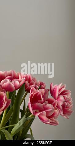 Ästhetisches pinkfarbenes Pfingstrosen-Tulpenstrauß Stockfoto