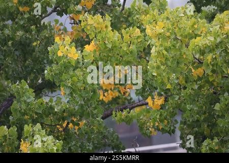 Baum mit gemischten gelben, grünen Blättern Stockfoto