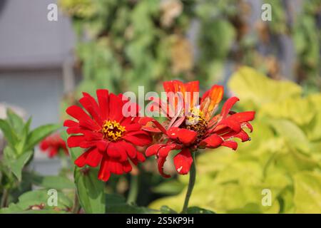 Nahaufnahme zweier hellroter Blüten mit kleinen gelben Blüten in der Mitte Stockfoto