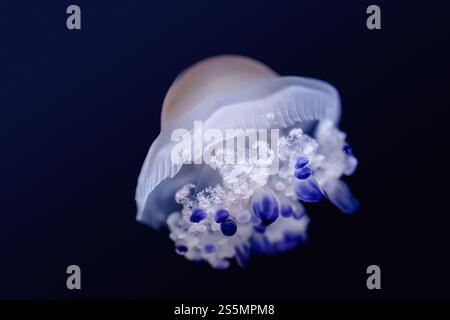 Faszinierende leuchtende Quallen mit blauen Flecken, die sanft auf einem soliden schwarzen Hintergrund pulsieren Stockfoto