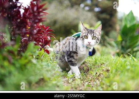 Graue und weiße Katze spaziert an einem Sommermorgen im Garten auf dem Gras Stockfoto