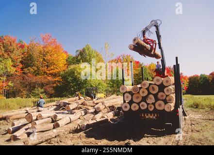 Laden von Protokollen auf einen Lkw. Selektiver Holzeinschlag von hochwertigem Hartholz in der Nähe von Dubois; Jefferson County; Pennsylvania; USA Stockfoto