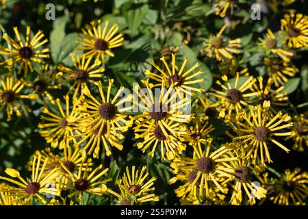 Lebhaftes Rudbeckia Little Henry in voller Blüte mit federähnlichen Blüten. Stockfoto