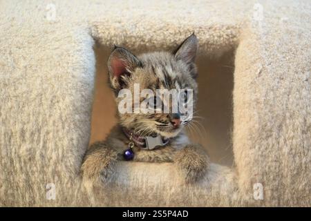 Niedliches Kätzchen mit auffälligen Tabby-Markierungen blickt aus einem gemütlichen Katzenturm hervor und zeigt verspielte Neugier, ideal für Tierliebhaber und Haustiermotive. Stockfoto