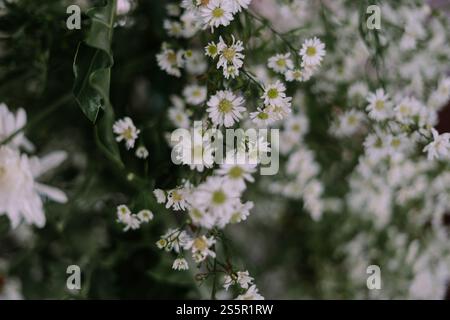 Nahaufnahme von zarten weißen Blumen mit grüner Mitte, die eine weiche, natürliche Kulisse schaffen. Stockfoto