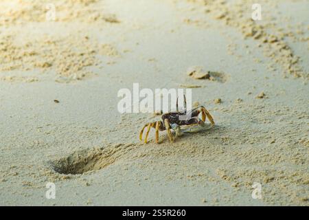 Eine kleine Krabbe taucht aus ihrer Höhle an einem Sandstrand auf. Die Krabbe hat eine hellbraune Schale und bewegt ihre Klauen. Der Sand hat eine hellbraune Farbe und t Stockfoto