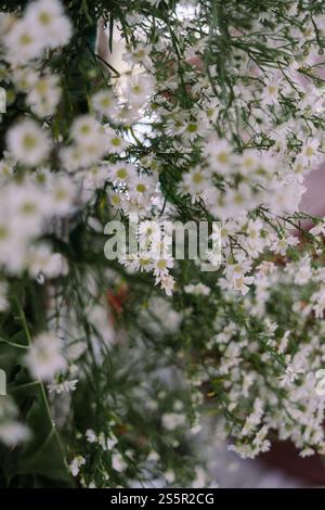 Nahaufnahme von zarten weißen Blumen mit grüner Mitte, die eine weiche, natürliche Kulisse schaffen. Stockfoto