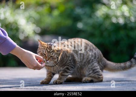 Kätzchen mit Futter in der Hand füttern Stockfoto