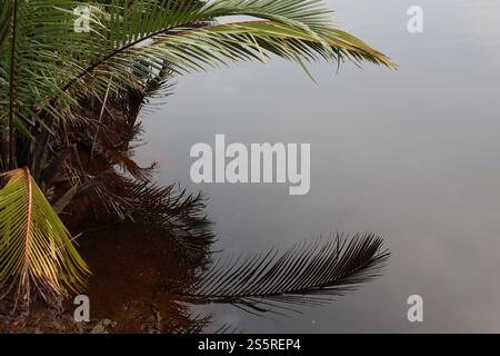 Palmenwedel, die sich über dem Fluss spiegeln, spiegeln sich in ruhigem Wasser unter Stockfoto