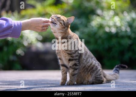Kätzchen mit Futter in der Hand füttern Stockfoto