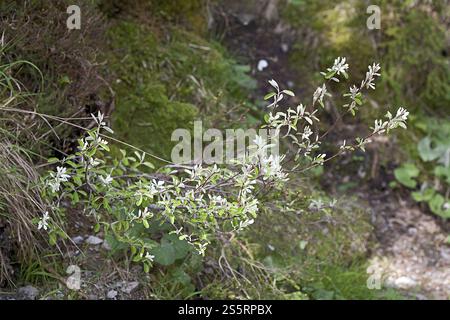 Amelanchier Ovalis, Steinbirne, schneebedeckte Mespilus Stockfoto