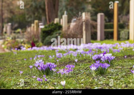 Krokusblüten zwischen den Gräbern auf dem Trinitatisfriedhof in Riesa, Sachsen, Deutschland, Europa Stockfoto