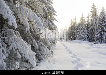 Weg durch den verschneiten Winterwald am Auersberg, Erzgebirge, Eibenstock, Sachsen, Deutschland, Europa Stockfoto