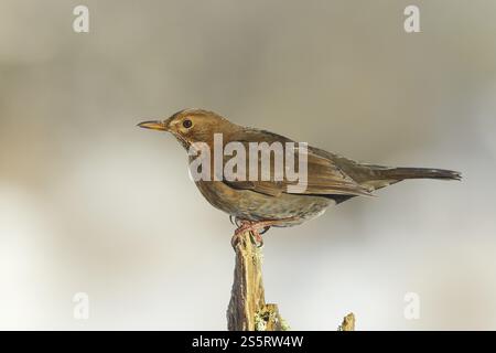 Schwarzvogel (Turdus merula), weiblich, sitzt auf einem alten Baumstumpf, Wildtiere, Winter, Tiere, Vögel, songbird, Siegerland, Nordrhein-Westfalen, Germa Stockfoto
