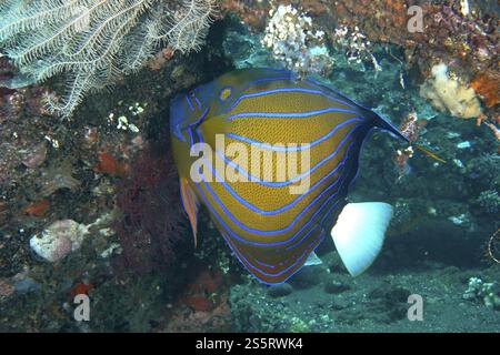 Ein prächtiger Ringengelfisch (Pomacanthus annularis) mit einem hellen Muster auf einem Korallenriff, Tauchplatz USAT Liberty, Tulamben, Bali, Indonesien, Asien Stockfoto