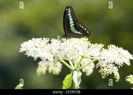 Schwalbenschwanzfalter (Graphium sarpedon connectens, Papilionidae), Taiwan, Ostasien, Asien Stockfoto