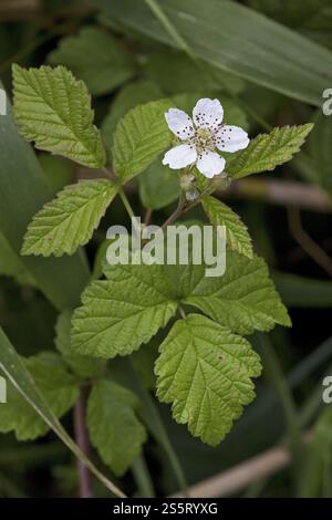 Rubus Caesius, European dewberry Stockfoto