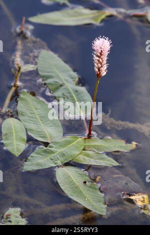Persicaria Amphibia, Wasser-Knöterich Stockfoto