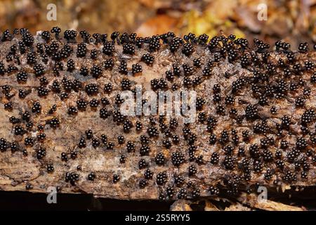 Wespen nisten viele braune Himbeerartige Fruchtkörper nebeneinander auf Baumstamm Stockfoto