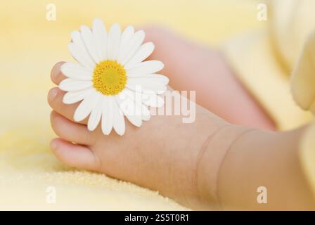 Schöner Kinderfuß mit einem kleinen weißen Gänseblümchen drauf. Das Baby ist drei Monate alt. Stockfoto