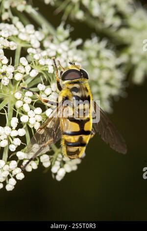Myathropa florea, Skull Hover Fly, Skull Hover Fly Stockfoto