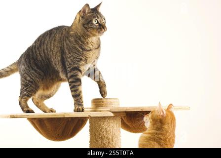 Zwei Katzen interagieren, eine steht auf einer Plattform, die andere blickt nach oben Stockfoto