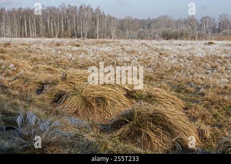 Birkenwald und große Seggenwiese, Bayern Stockfoto