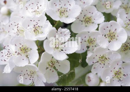 Weißdornblüten, Crataegus monogyna, Weißdorn Stockfoto
