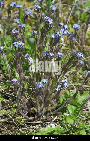 Wald Vergisst-mich-nicht, Myosotis sylvatica Stockfoto