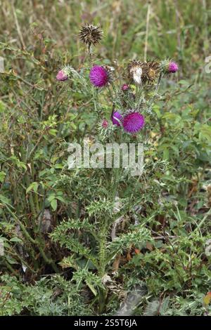 Nickende Mariendistel, Carduus-Nutans, Moschusdistel Stockfoto