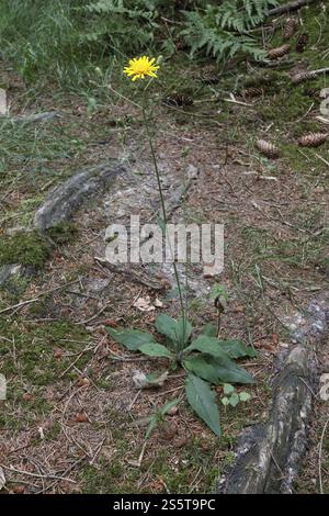 Hieracium lachenalii, Hieracium lachenalii, gemeiner Krautkraut Stockfoto