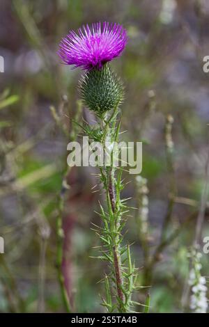 Blütenstandsboden Acanthoides, Spiny Plumeless Thistle Stockfoto