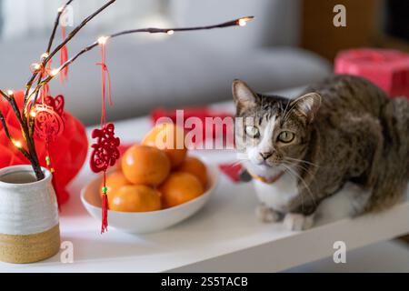 Cat bereitet chinesische Neujahrsfeiern zu Hause vor. Niedliche Hauskatze mit traditionellem Anhänger zum chinesischen Neujahrsfest Stockfoto