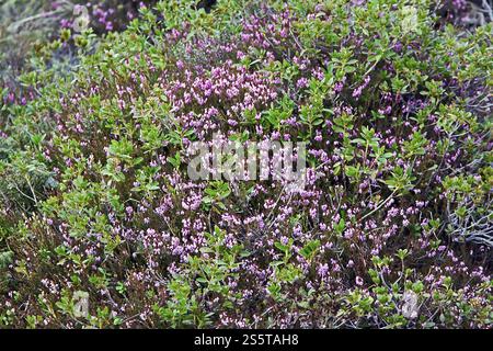 Erica carnea, Schneeheide, Winterheide Stockfoto