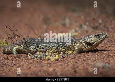 Blauzüngiger Skink oder schindelhinterer Skink, auch bekannt als Pinienkegelechse (Tiliqua rugosa), Thundelarra, Westaustralien, Australien, Ozeanien Stockfoto