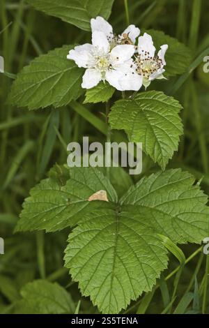 Rubus Caesius, European dewberry Stockfoto