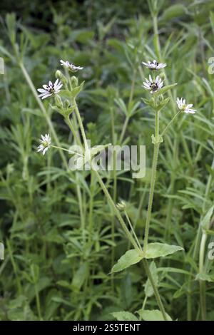 Stellaria Aquatica, Wasserdarm Stockfoto