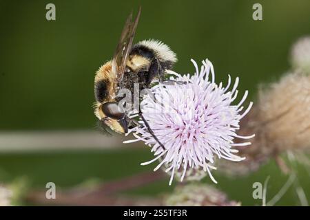 Volucella Bombylans, Hummel hoverfly, schwebefliege Stockfoto