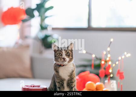 Cat bereitet chinesische Neujahrsfeiern zu Hause vor. Niedliche Hauskatze mit traditionellem Anhänger zum chinesischen Neujahrsfest Stockfoto