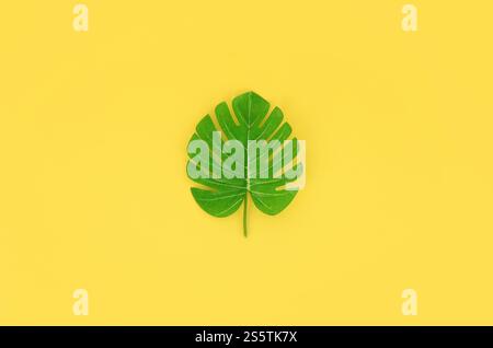 Tropische Palmenmonstera liegt auf pastellfarbenem Papier. Minimales Natursommerkonzept. Flache Lagen. Draufsicht. Tropische Palmenmonstera Stockfoto