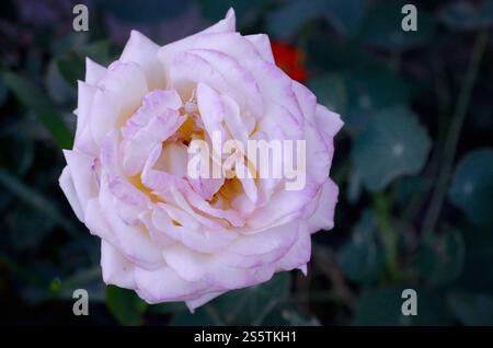 Weiße Rosenblüte auf dunkelgrünem, verschwommenem Hintergrund. Garden Rose Rosa hybrida. Weiße Rosenblüte auf dunkelgrünem, verschwommenem Hintergrund Stockfoto