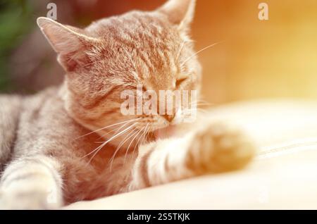 Porträt einer Tabbykatze, die draußen sitzt und sich die Haare leckt und abends auf einem braunen Sofa liegt. Porträt einer Tabbykatze, die sitzt und sich die Haare leckt Stockfoto