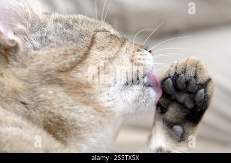 Porträt einer Tabbykatze, die draußen sitzt und sich die Haare leckt und abends auf einem braunen Sofa liegt. Porträt einer Tabbykatze, die sitzt und sich die Haare leckt Stockfoto
