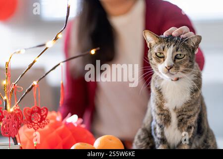 Cat bereitet chinesische Neujahrsfeiern zu Hause vor. Niedliche Hauskatze mit traditionellem Anhänger zum chinesischen Neujahrsfest Stockfoto