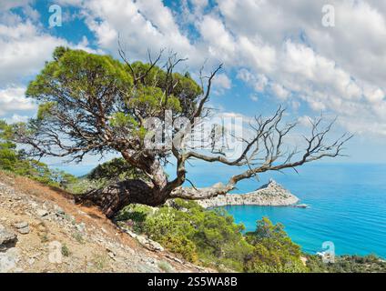 Die Küste von Novyj Svit bietet Sommerblick mit Kiefern vorne und Capchik Cape dahinter (Krim, Ukraine). Stockfoto