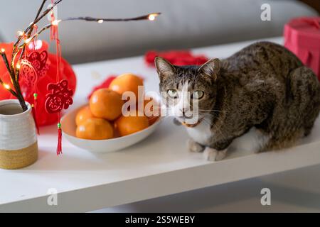 Cat bereitet chinesische Neujahrsfeiern zu Hause vor. Niedliche Hauskatze mit traditionellem Anhänger zum chinesischen Neujahrsfest Stockfoto