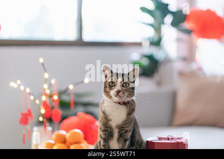 Cat bereitet chinesische Neujahrsfeiern zu Hause vor. Niedliche Hauskatze mit traditionellem Anhänger zum chinesischen Neujahrsfest Stockfoto