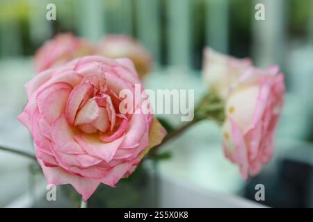 Natürliche rosa Rosen Blume in Vase steht auf dem Tisch in einem Café für Hintergrund. Stockfoto