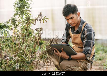 Porträt eines enttäuschten asiatischen Mannes Marihuana-Forscher, der Marihuana-Cannabis-Plantage in der Cannabisfarm, Business Agricultural Cannabis, überprüft. Stockfoto