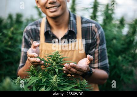 Nahaufnahme eines jungen Mannes auf einem Hanffeld, das Pflanzen und Blumen überprüft, Landwirtschaft. Cannabisgeschäft und Konzept der alternativen Medizin. Stockfoto